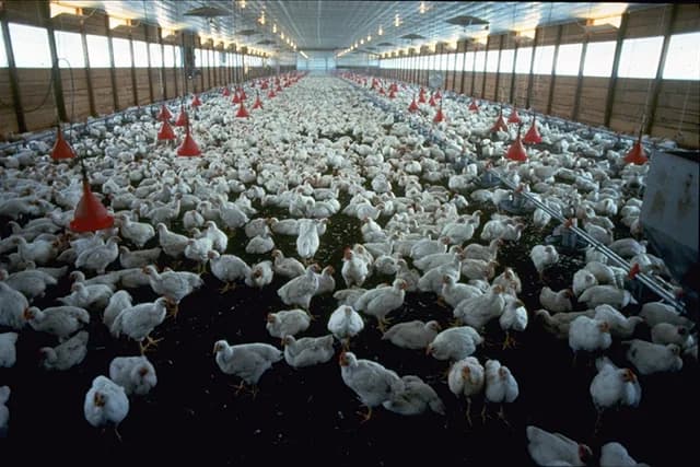 Parvada de pollos de engorda en una caseta real
