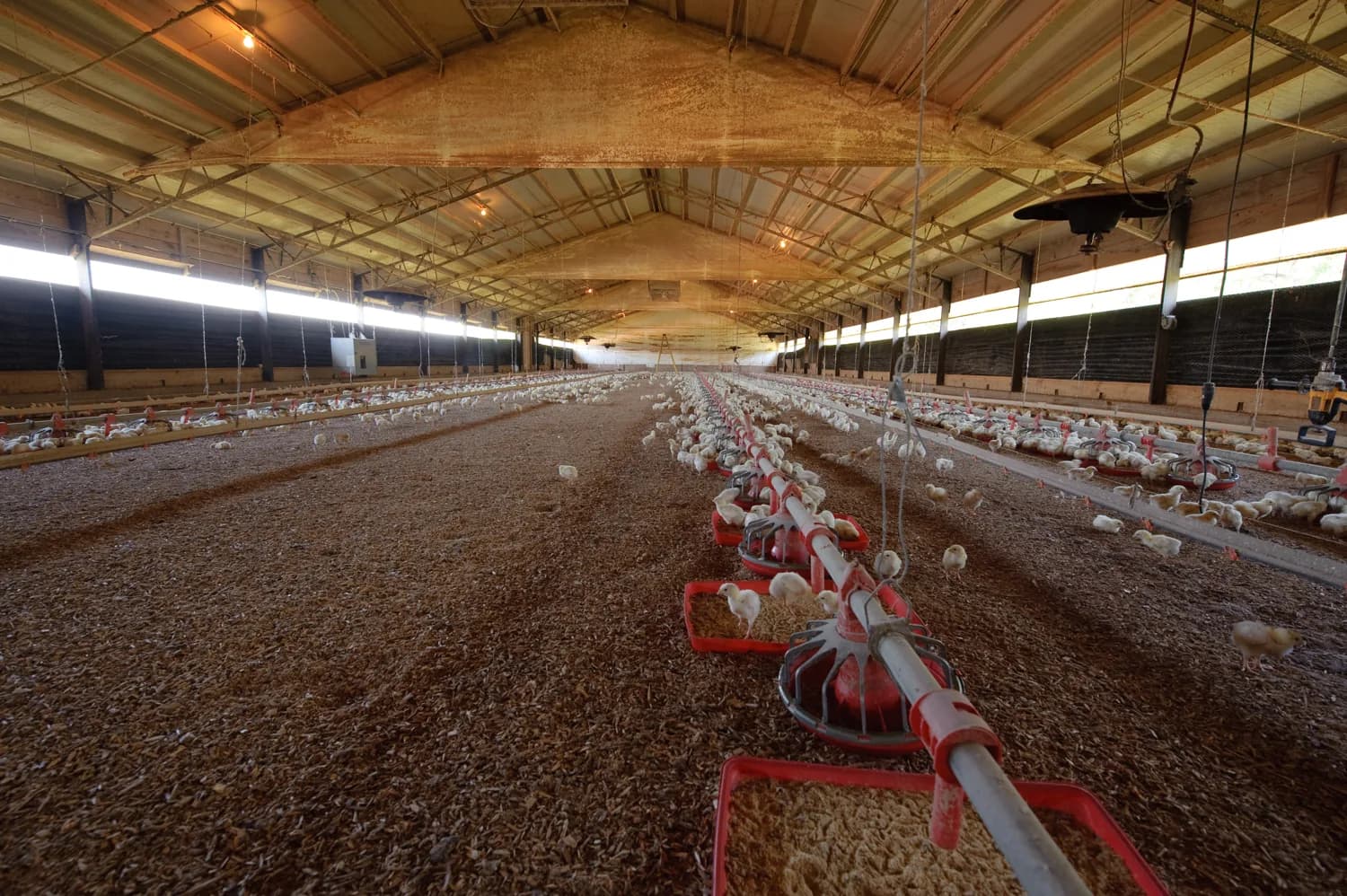 Vista real del interior de una caseta avícola con pollitos y líneas de alimentación
