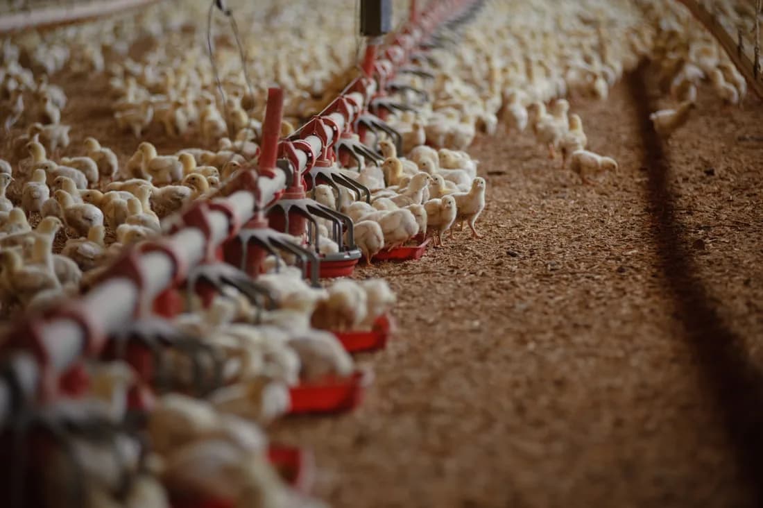 Pollitos comiendo en una línea de alimentación dentro de una caseta