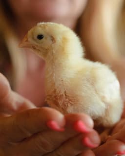Pollito sostenido con cuidado en las manos de una persona